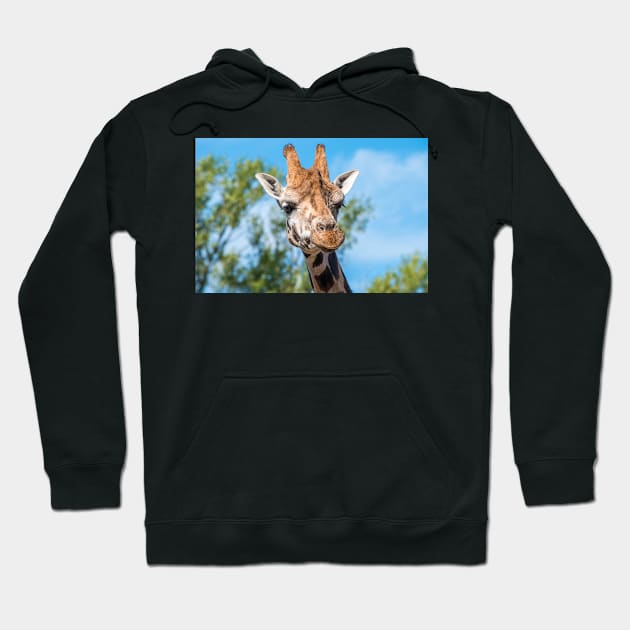 Close up photo of a Rothschild Giraffe head Hoodie by Russell102